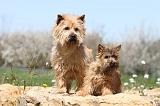 CAIRN TERRIER 236